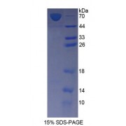 SDS-PAGE analysis of Rat FDPS Protein.