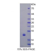 SDS-PAGE analysis of Human CDK2AP1 Protein.