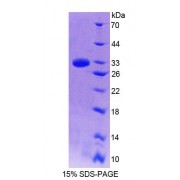 SDS-PAGE analysis of Human GBP7 Protein.