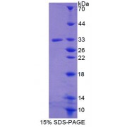 SDS-PAGE analysis of Rat GBP5 Protein.