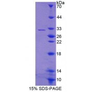 SDS-PAGE analysis of Rat GBP2 Protein.