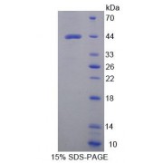 SDS-PAGE analysis of Mouse WARS2 Protein.