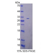 SDS-PAGE analysis of Human SEPN1 Protein.