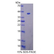 SDS-PAGE analysis of Mouse UPP2 Protein.
