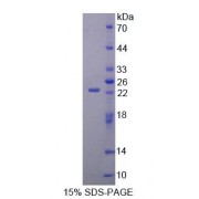 SDS-PAGE analysis of Human GRIA3 Protein.