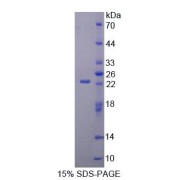 SDS-PAGE analysis of Human GRIA3 Protein.
