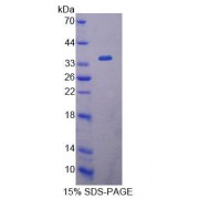 SDS-PAGE analysis of recombinant Human EIF4A1 Protein.