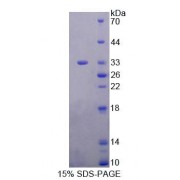 SDS-PAGE analysis of Human EEF1b2 Protein.