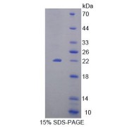 abx650634