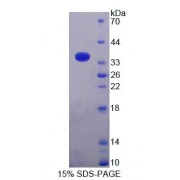SDS-PAGE analysis of Mouse MRPL2 Protein.
