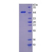 SDS-PAGE analysis of Human WT1 Protein.