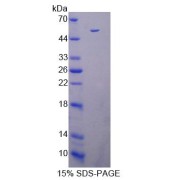 SDS-PAGE analysis of Mouse DAPK3 Protein.