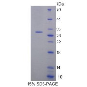 abx650649