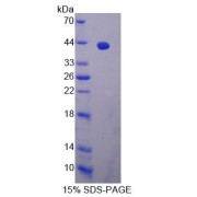 SDS-PAGE analysis of Rat EXOC3 Protein.