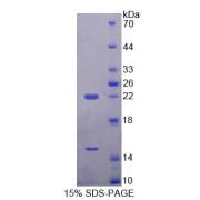 SDS-PAGE analysis of Mouse ECE2 Protein.