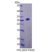 SDS-PAGE analysis of Rat FBLN7 Protein.