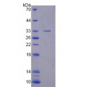 SDS-PAGE analysis of Human PDE10A Protein.