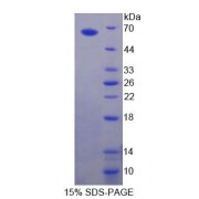 SDS-PAGE analysis of Human gABRA2 Protein.