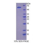 SDS-PAGE analysis of Human TRAF1 Protein.