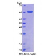 SDS-PAGE analysis of Human SUMO2 Protein.