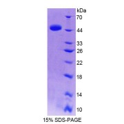 SDS-PAGE analysis of Human TRIP6 Protein.