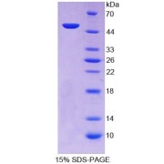 SDS-PAGE analysis of Mouse TRIP6 Protein.