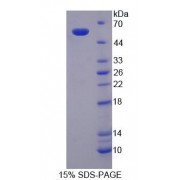 SDS-PAGE analysis of Mouse SPTLC3 Protein.