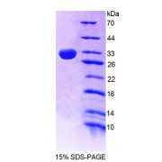SDS-PAGE analysis of Mouse SPR Protein.