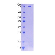 SDS-PAGE analysis of Human SGSH Protein.