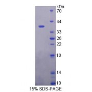 SDS-PAGE analysis of Human PTTG1IP Protein.