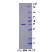 abx650728