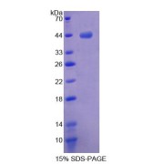 SDS-PAGE analysis of Mouse MTPN Protein.