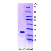SDS-PAGE analysis of Mouse MIA1 Protein.
