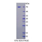 SDS-PAGE analysis of recombinant Human MAN1A1 Protein.
