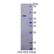SDS-PAGE analysis of Rat KMO Protein.