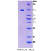 SDS-PAGE analysis of Human HS2ST1 Protein.