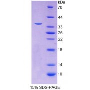SDS-PAGE analysis of Human FSTL1 Protein.