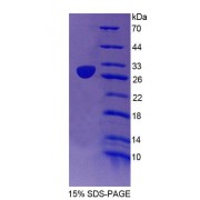 SDS-PAGE analysis of Mouse EMILIN2 Protein.