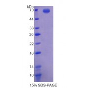 SDS-PAGE analysis of Human E2F2 Protein.