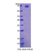 abx650755