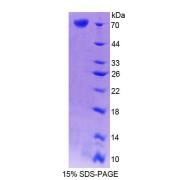 SDS-PAGE analysis of Mouse CRTAP Protein.