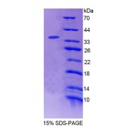 SDS-PAGE analysis of recombinant Human BIN2 Protein.