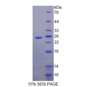 SDS-PAGE analysis of Human EZH1 Protein.