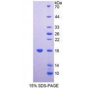 SDS-PAGE analysis of Mouse SDHD Protein.