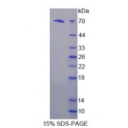 SDS-PAGE analysis of Mouse FKBPL Protein.