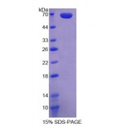 SDS-PAGE analysis of recombinant Human WNT2B Protein.