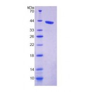SDS-PAGE analysis of Mouse KIBRA Protein.