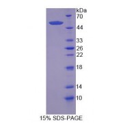 SDS-PAGE analysis of recombinant Human NFE2L2 Protein.