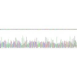 Human Nuclear Factor, Erythroid Derived 2 Like 2 (NFE2L2) Protein