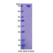 SDS-PAGE analysis of Human TFDP1 Protein.